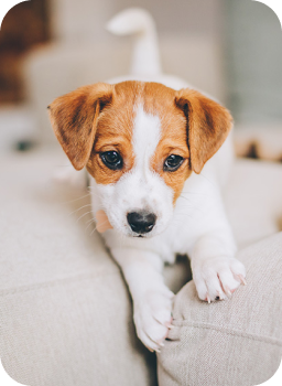 Köpek